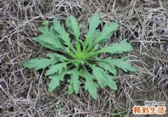 野菜有哪些