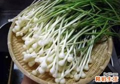 孕妇不能吃的野菜有哪些 孕妇可以吃蒲公英野菜吗