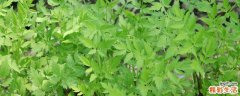 野芹菜有毒吗