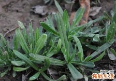 吃野菜有什么好处 这些野菜一定不能错过