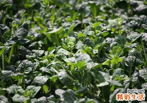 春天有什么野菜可以吃 9大必吃野菜你都吃过吗