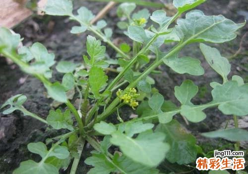 吃野菜有什么好处 没想到好处居然这么多