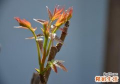 香椿煮多久能熟 香椿没煮熟吃了要吐吗
