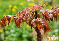 香椿直接晒干可以吗 香椿怎么晒干