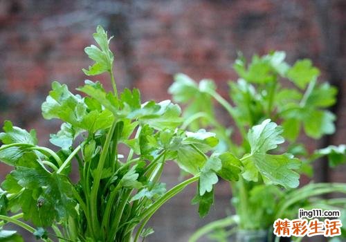 夏天吃什么野菜好 快来看看这五种野菜