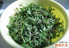 马齿苋如何泡水喝 马齿苋晒干怎么晒