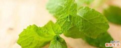 香花菜的营养价值 香花菜的食用方法