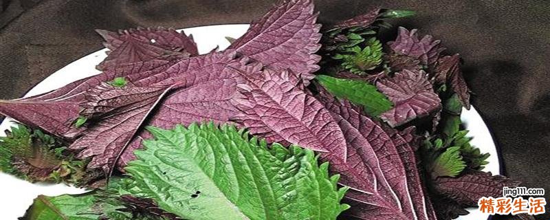紫苏去腥味吗 紫苏去腥可以代替生姜吗