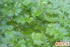 活血化瘀的中药有哪些