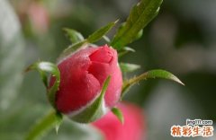 玫瑰花，给你的不只是浪漫