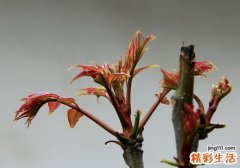 吃香椿树叶有什么功效 明目、美容又开胃
