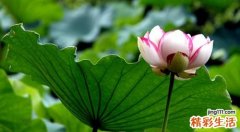 夏季养心之法 夏季养心，注意小细节心脏更健康
