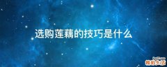 选购莲藕的技巧是什么