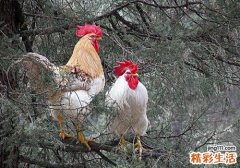 H7N9多少温度可杀死 教你应对H7N9禽流感