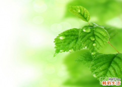 薄荷解暑，真凉假凉傻傻的分不清楚