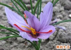 藏红花安神吗 藏红花安神的用量