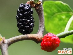 补肾吃啥水果和蔬菜 补肾的水果和蔬菜都有哪些