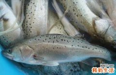养肾吃什么 四种食物吃起来
