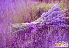 卧室放什么植物有助于睡眠 这些植物让你一觉睡到大天亮