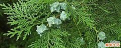 柏树籽还是柏壳做枕头 柏壳枕头可以治白发吗