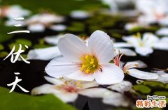 2023年7月几号入伏 今年什么时候进入伏天