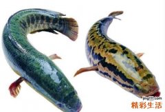 补脑的食物 十种补脑食物要多吃