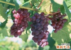 七种滋阴润肺的食物助你过凉秋