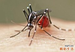 蚊子咬了怎么消肿止痒最快 蚊子咬了奇痒难忍？教你个方法止痒只需10秒钟，不花钱不留疤！