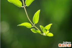 了解三种草本植物的止痒奇效