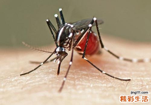 宝宝被蚊子咬了怎么快速消肿止痒