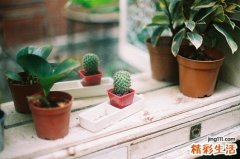小儿成人型慢性粒细胞白血病会引起哪些疾病？