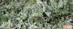 蒲公英与茵陈护肝哪个效果好 土茵陈好还是绵茵陈好