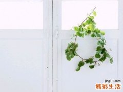 巴豆可以减肥吗
