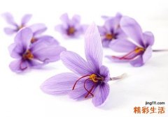藏红花降血脂怎么吃 降血脂吗