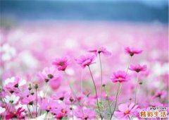 4 空心花