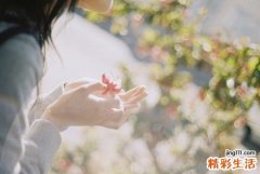 5 杏树根