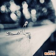 4 瘿花香茶菜