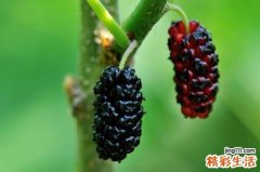 滋养卵巢吃什么 卵巢保养有什么禁忌