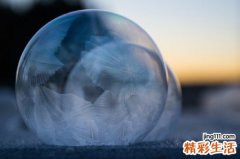 2 假报春花