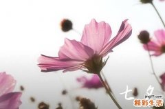 2023七夕情人节送花祝福语精选最新