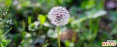 蒲公英和金银花能一起泡水喝吗 蒲公英和金银花哪个去火效果好