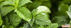 薄荷叶泡水通便吗 薄荷叶泡水喝能去火吗