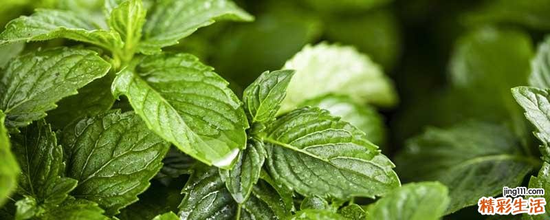 薄荷叶泡水通便吗 薄荷叶泡水喝能去火吗