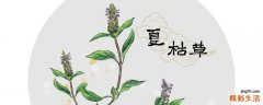 夏枯草去火效果好吗 夏枯草是泡着喝好还是煮着喝好