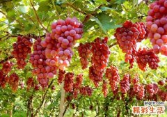 春天吃什么水果养肝 这三种水果要多吃
