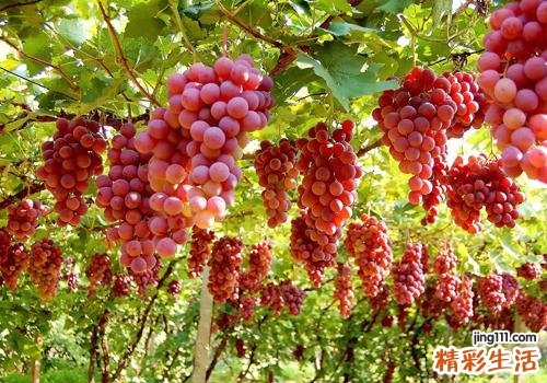 春天吃什么水果养肝 这三种水果要多吃