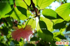 桑椹