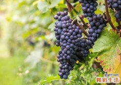 夏天吃什么水果养肝 常吃这4种水果对肝好