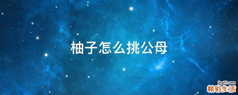 柚子怎么挑公母