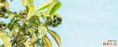 枇杷叶子煮水喝可以止咳吗 风寒咳嗽能用枇杷叶煮水喝吗